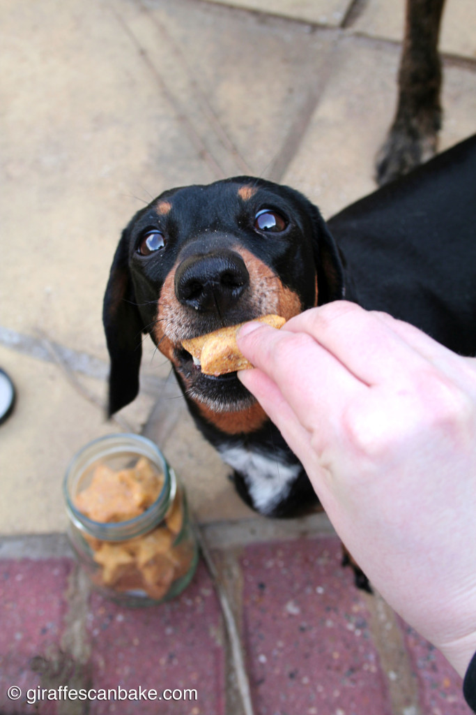 Homemade Dog Treats with Aniseed - your dogs will go mad for these easy to make treats, and you'll be happy pet parent knowing only natural ingredients go into them! Aniseed is like catnip for dogs, they'll love it!